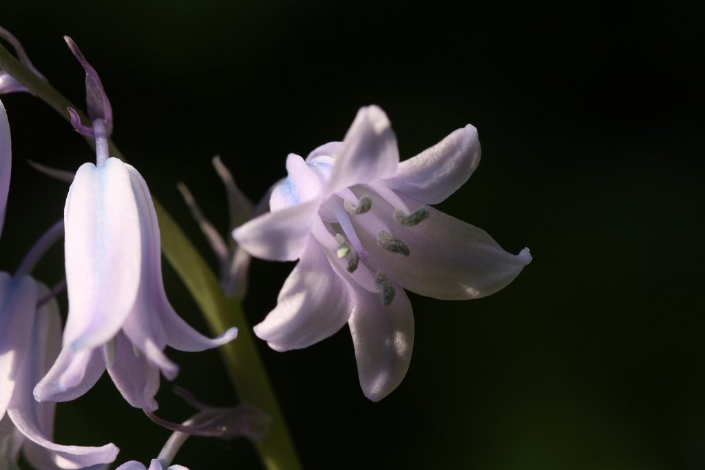 IMG_9743.JPG -  Spanish bluebells  ( Spanische Hasenglöckchen )