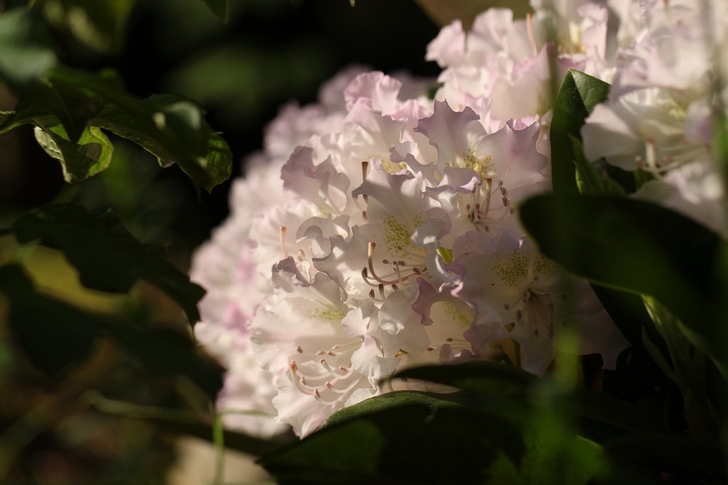 IMG_9746.JPG -  Rhododendron 