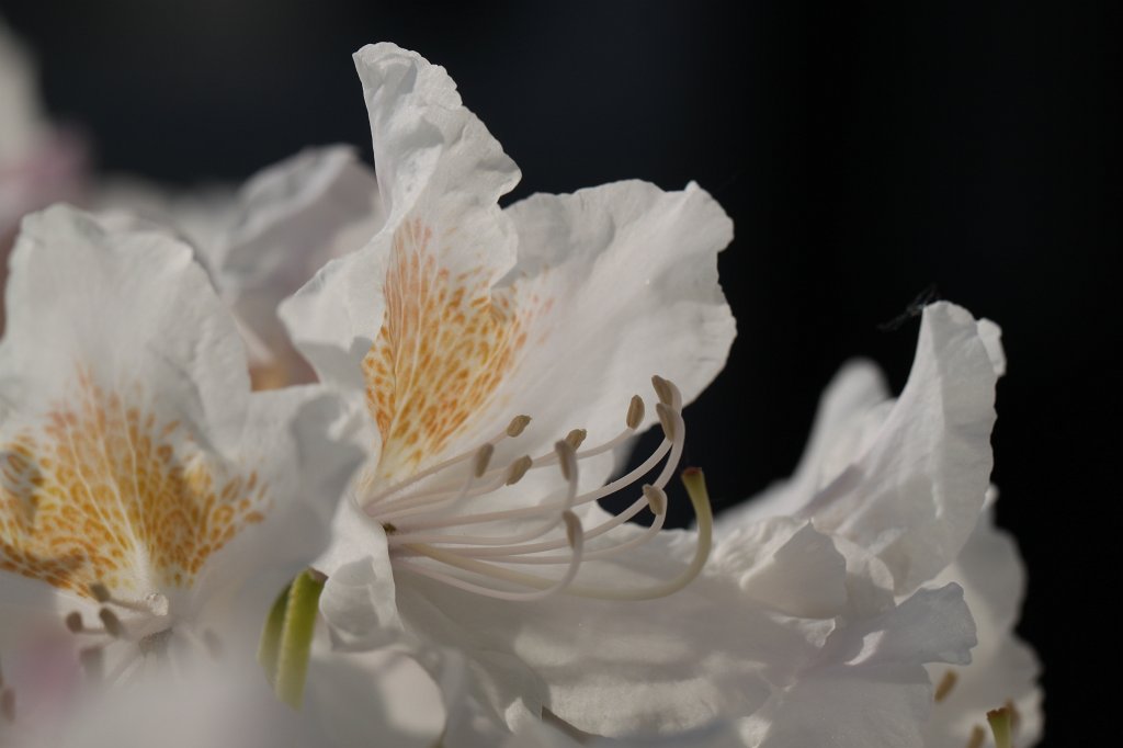 IMG_9759.JPG -  Rhododendron 