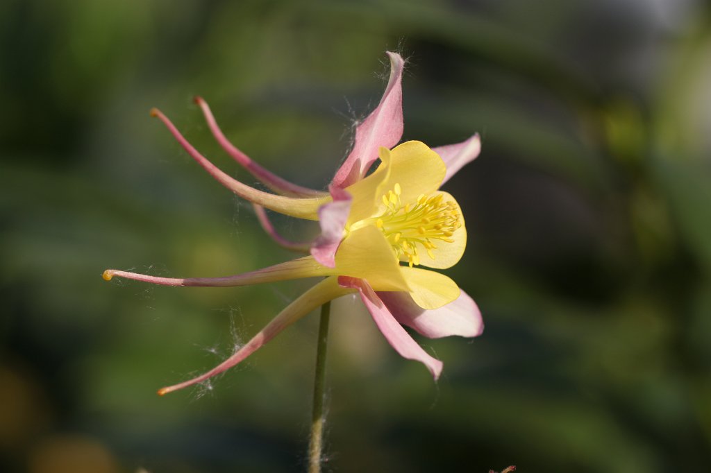 IMG_9768.JPG -  Columbine  ( Akelei )