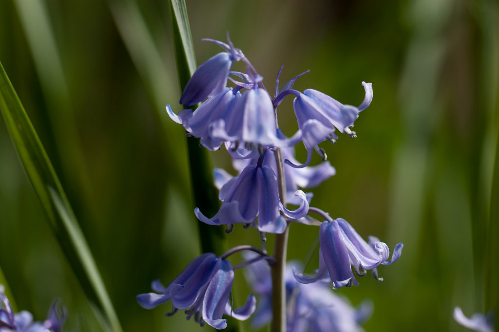 IMG_9804_c.jpg -  Spanish bluebells  ( Spanische Hasenglöckchen )