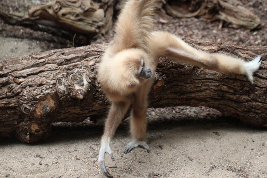 IMG_0015.JPG -  White-handed gibbon  ( Weißhandgibbon )