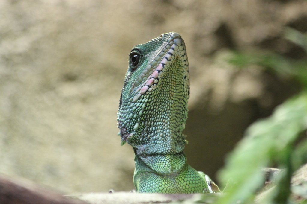 IMG_0024.JPG -  Chinese water dragon  ( Grüne Wasseragame )