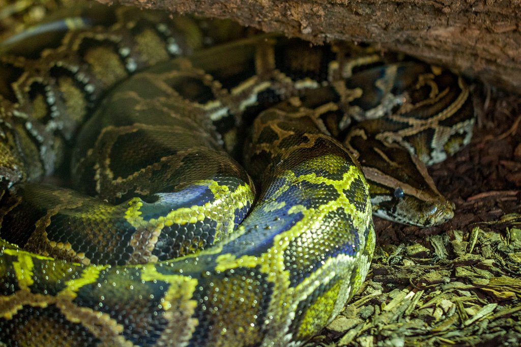IMG_0062_c.jpg -  Burmese python  ( Tigerpython )