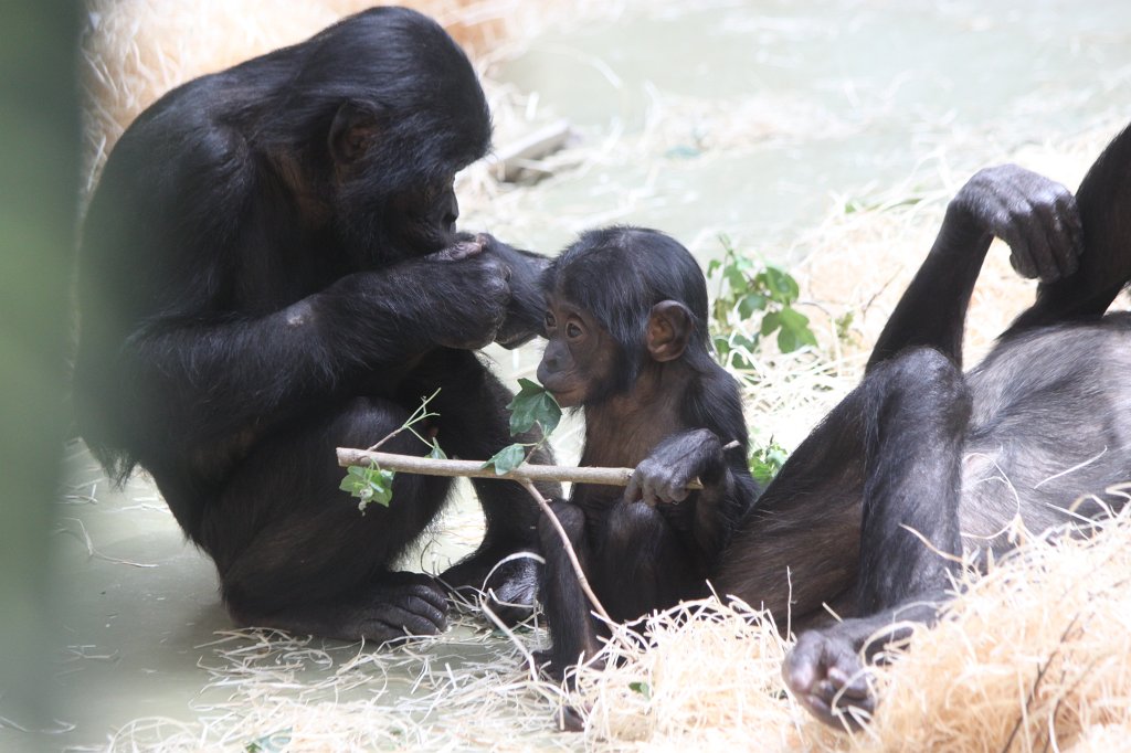 IMG_0097.JPG -  Bonobo 