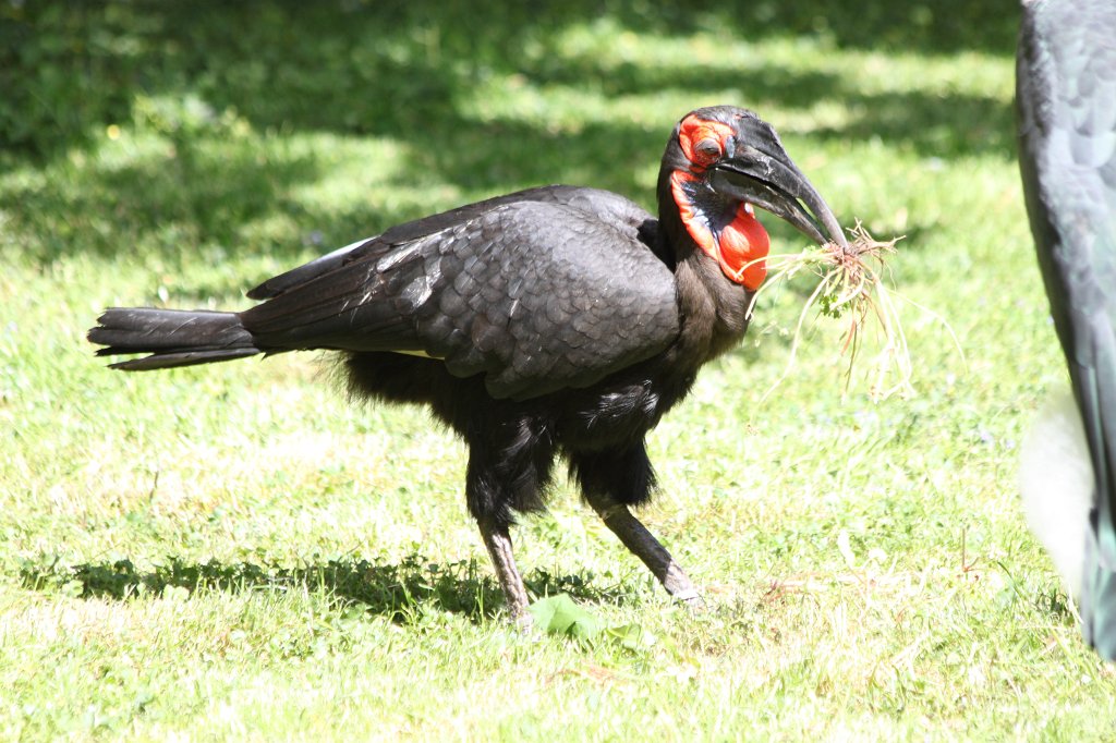 IMG_0219.JPG -  Southern ground hornbill  ( Kaffernhornrabe )