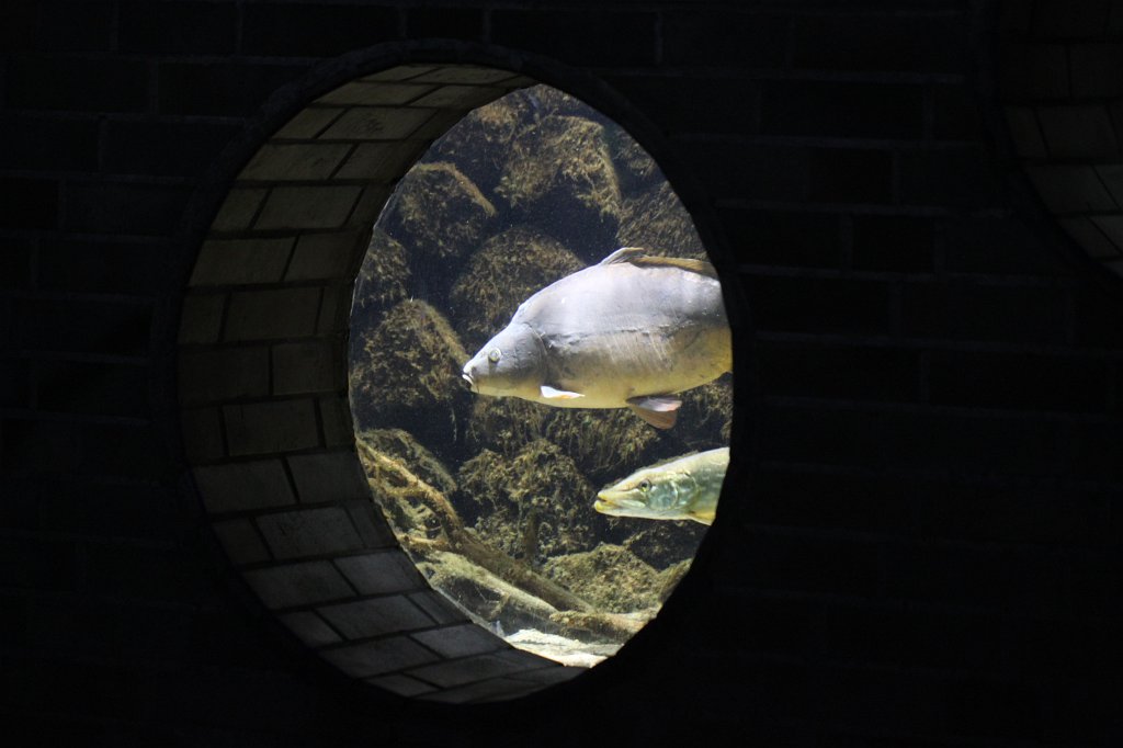 IMG_0423.JPG - Window into another world