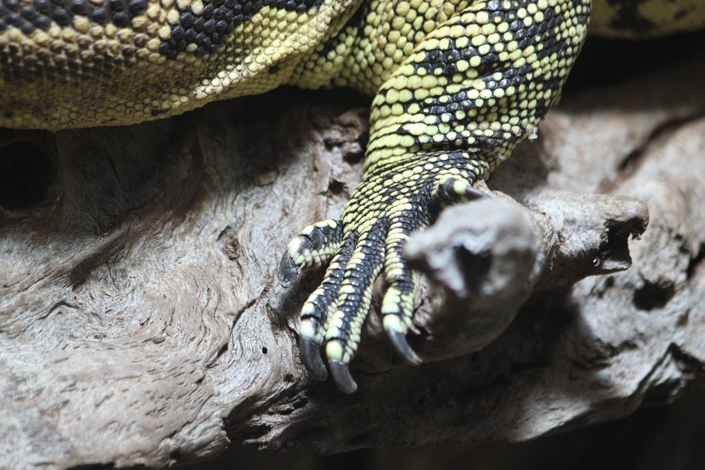 IMG_0433.JPG -  Yellow-headed water monitor  (Gelbgebänderter Philippinen-Bindenwaran)