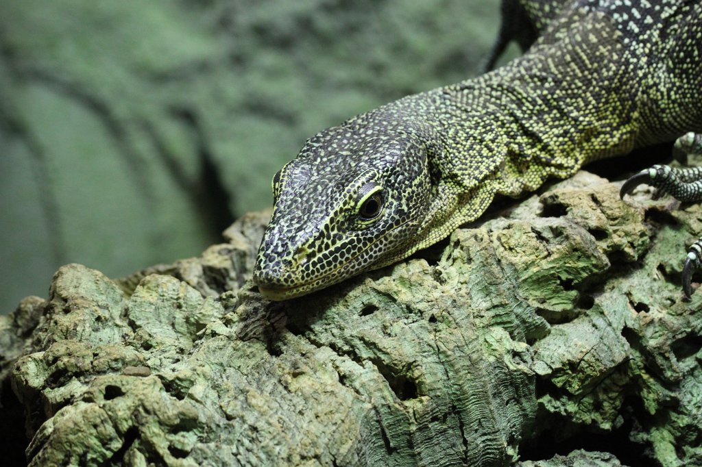 IMG_0496.JPG -  Turquoise monitor  ( Türkiswaran )