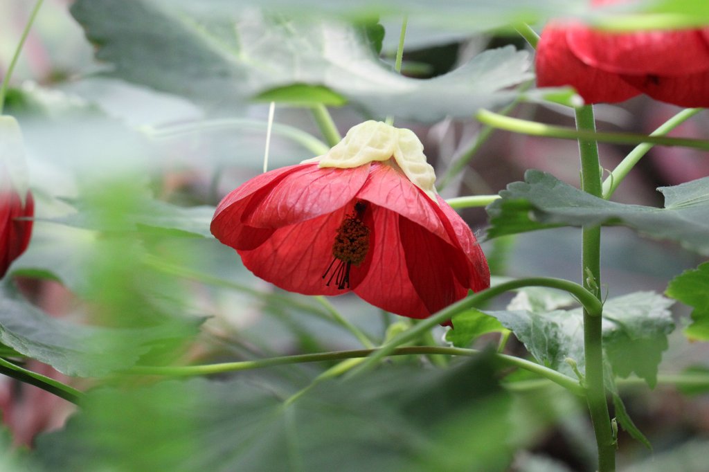 IMG_0527.JPG - Flower