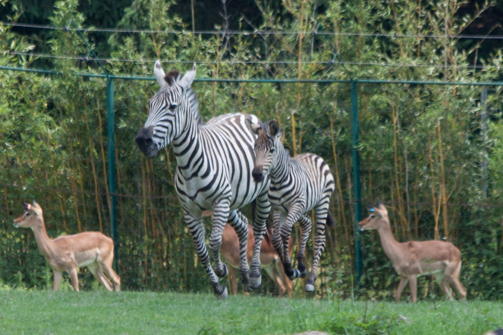 IMG_1347_c1.jpg - Flying zebra foal. This one week old zebra foal Huba is galloping and seems to hover above the ground.