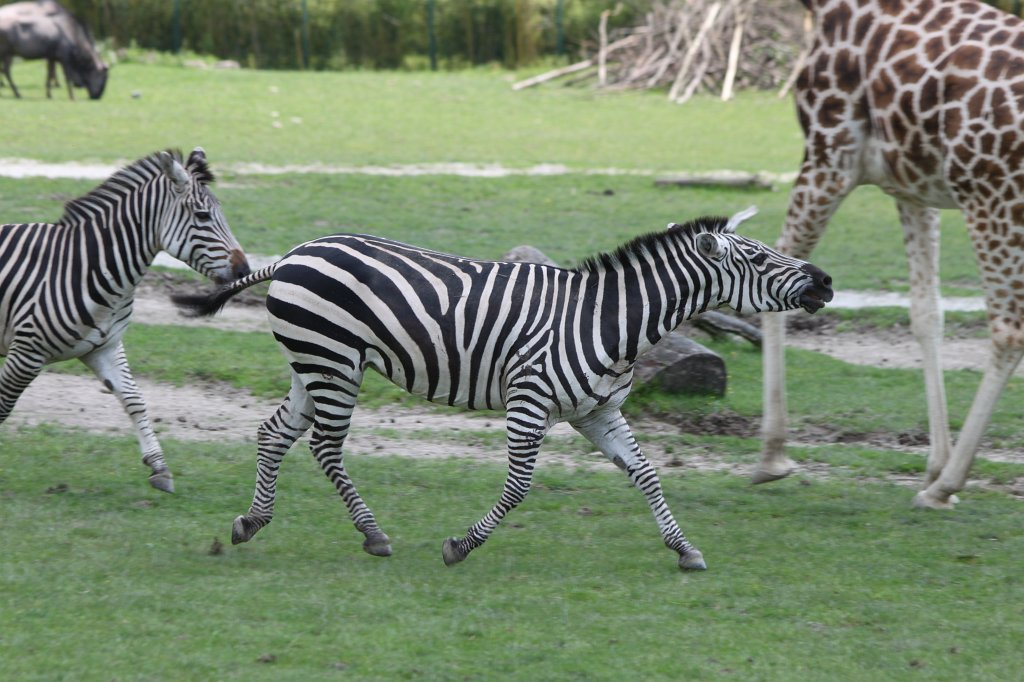 IMG_1354.JPG -  Grant's zebra  ( Böhmzebra )