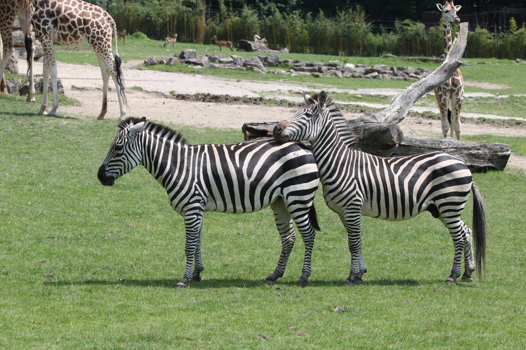 IMG_1384.JPG -  Grant's zebra  ( Böhmzebra )