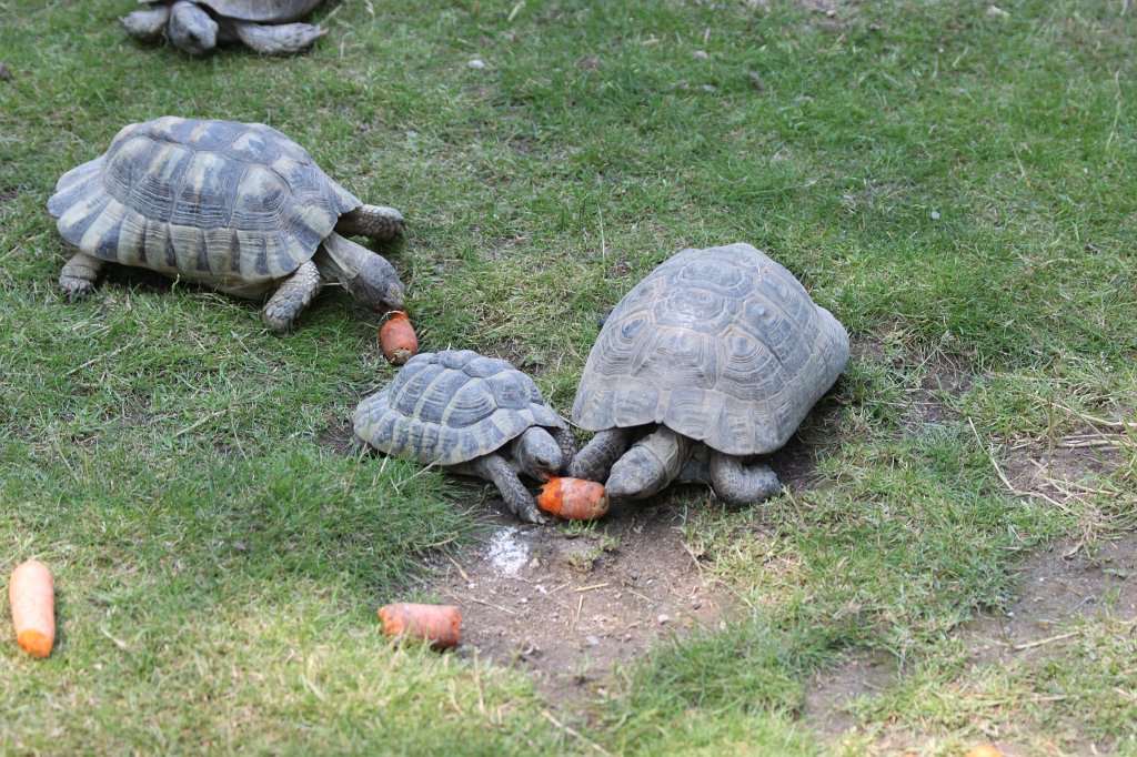 IMG_1429.JPG - Turtles