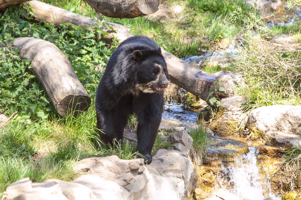 IMG_9163_c.jpg -  Spectacled bear  ( Brillenbär )
