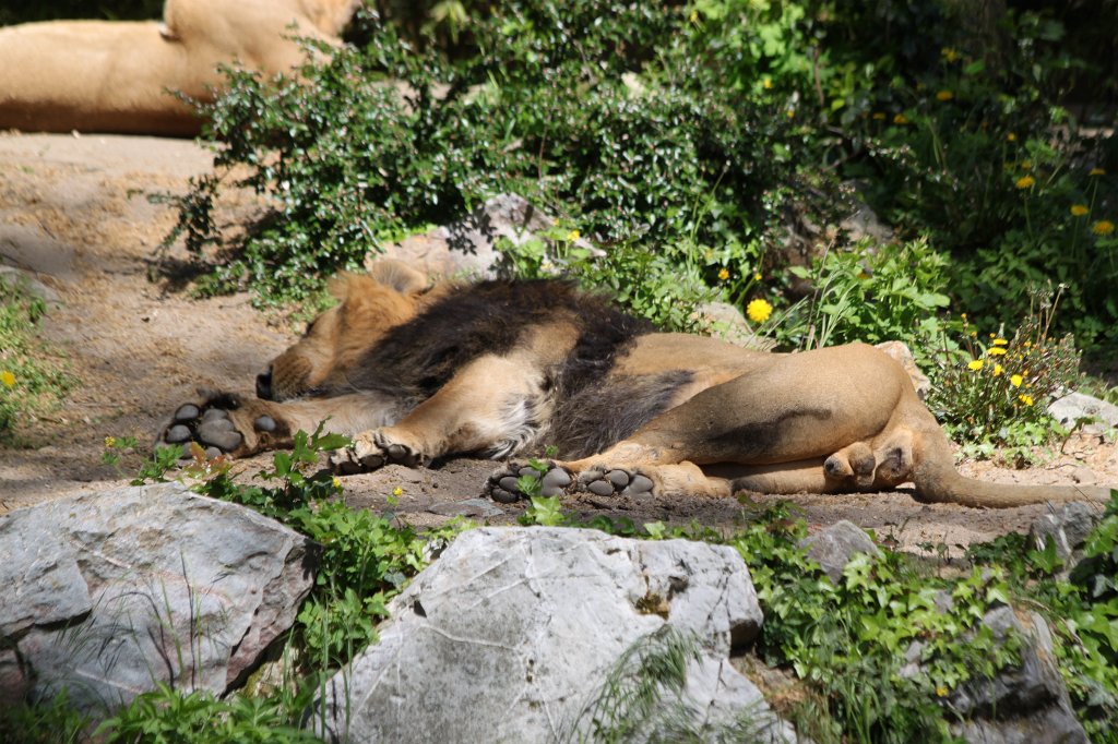 IMG_9176.JPG - Lion