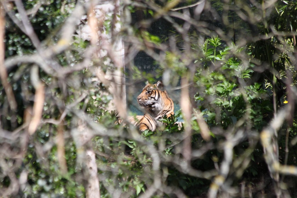 IMG_9199.JPG - Tiger