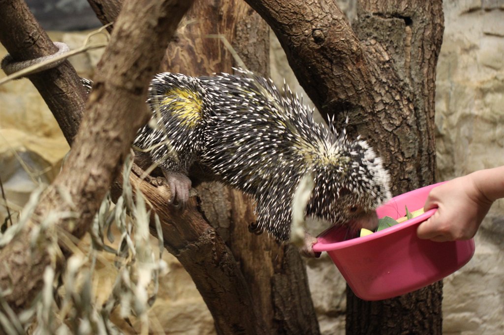 IMG_9207.JPG -  Prehensile-tailed porcupine  ( Greifstachler )