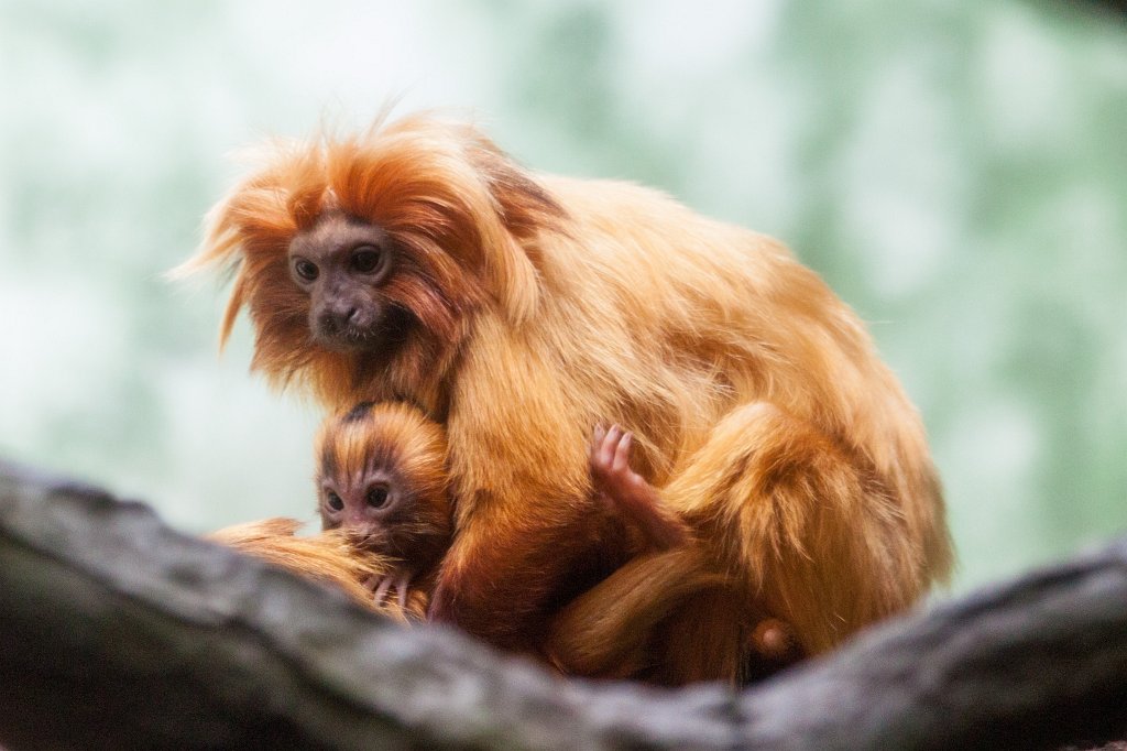IMG_9251_c.jpg -  Golden lion tamarin  and cub