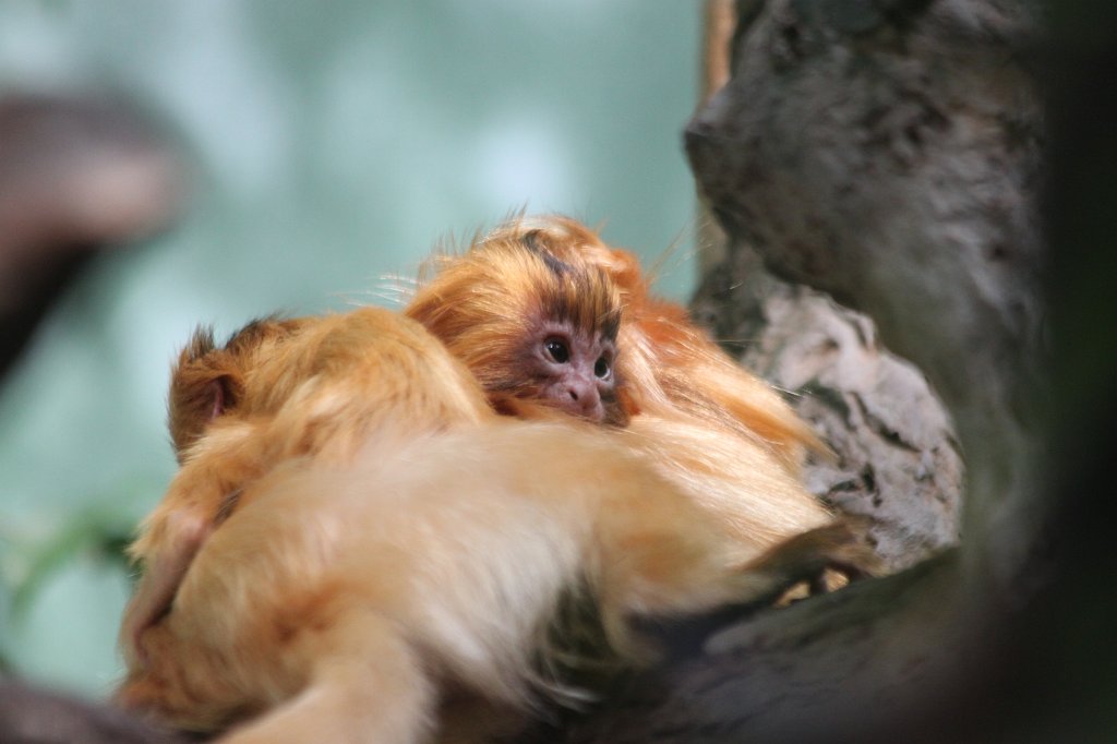 IMG_9285.JPG -  Golden lion tamarin 