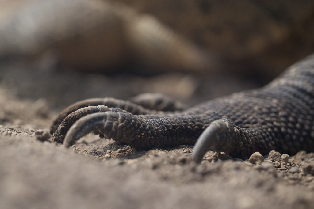 IMG_9302_c.jpg -  Komodo dragon  ( Komodowaran )