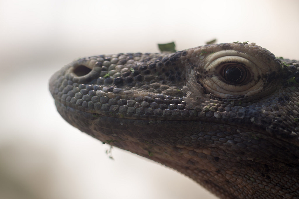 IMG_9309_c.jpg -  Komodo dragon  ( Komodowaran )