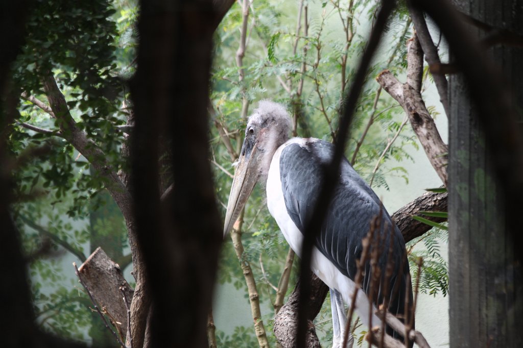 IMG_9400.JPG -  Marabou stork  ( Marabu )