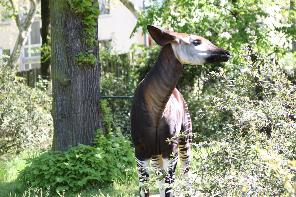 IMG_9483.JPG -  Okapi  ( Waldgiraffe )
