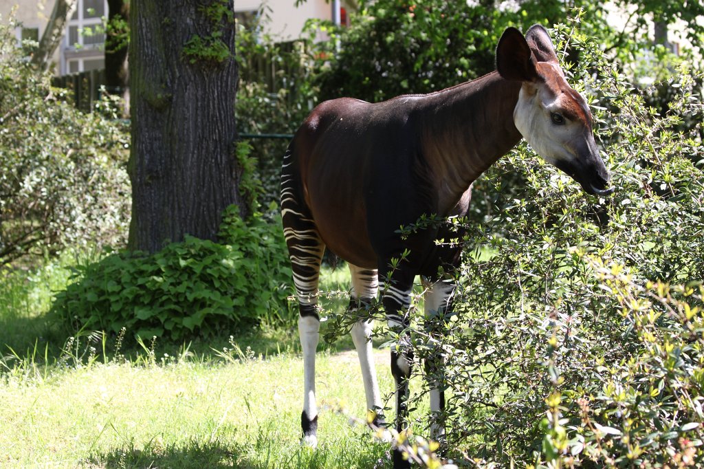 IMG_9486.JPG -  Okapi  ( Waldgiraffe )