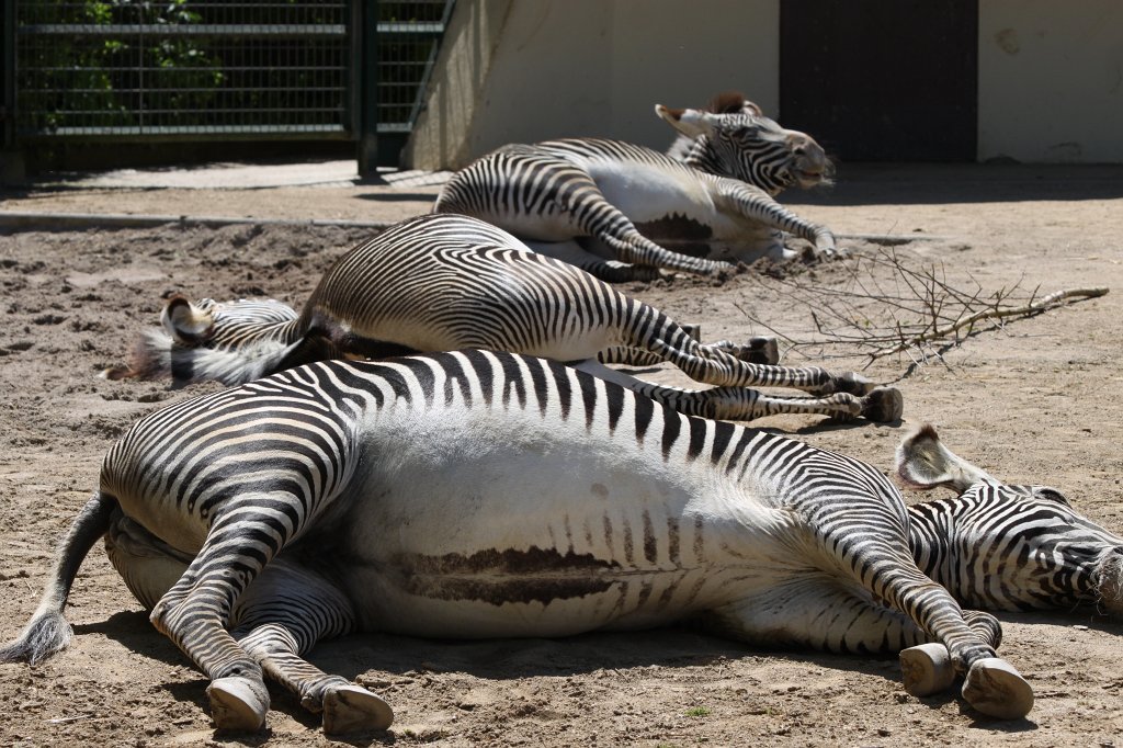 IMG_9513.JPG -  Grévy's zebras  ( Grevyzebras )