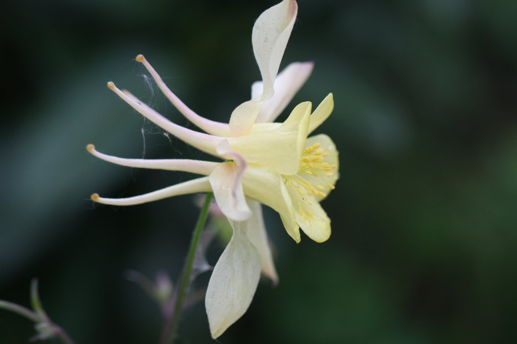 IMG_9843.JPG -  Columbine  ( Akelei )