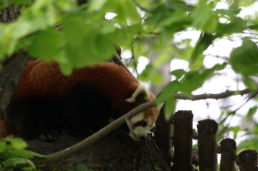 IMG_9940.JPG -  Red panda  ( Kleiner Panda )