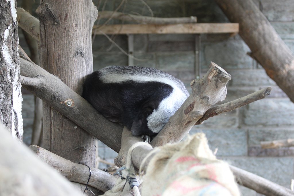 IMG_9967.JPG -  Honey badger  ( Honigdachs )