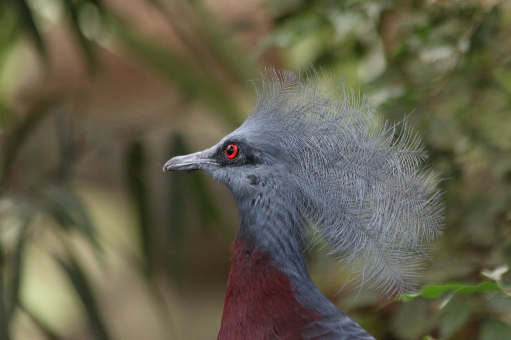 IMG_9983.JPG -  Western crowned pigeon  ( Krontaube )