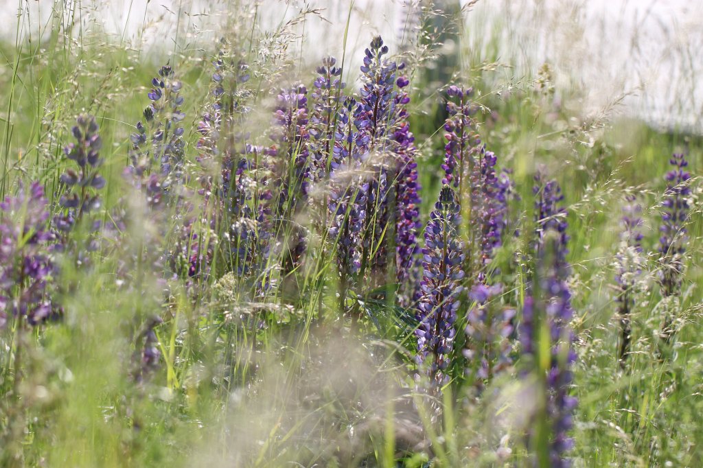 IMG_1765.JPG -  Lupins  ( Lupinen )