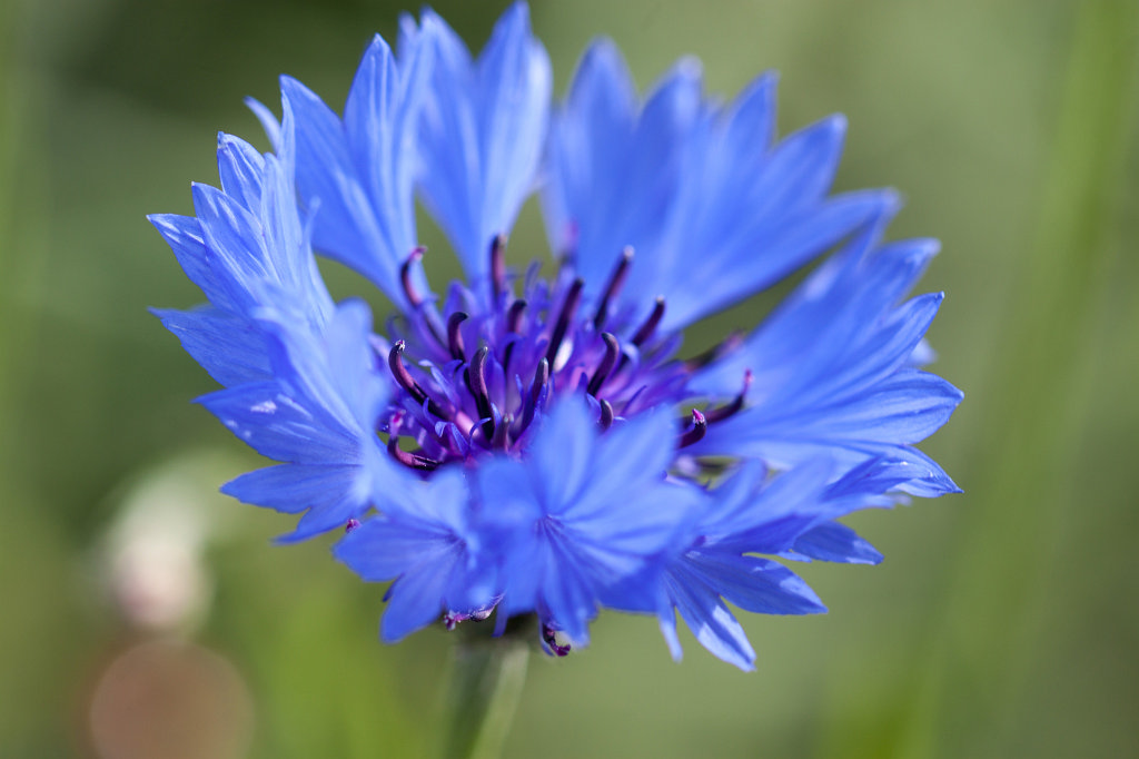 IMG_1795_c.jpg -  Cornflower  ( Kornblume )
