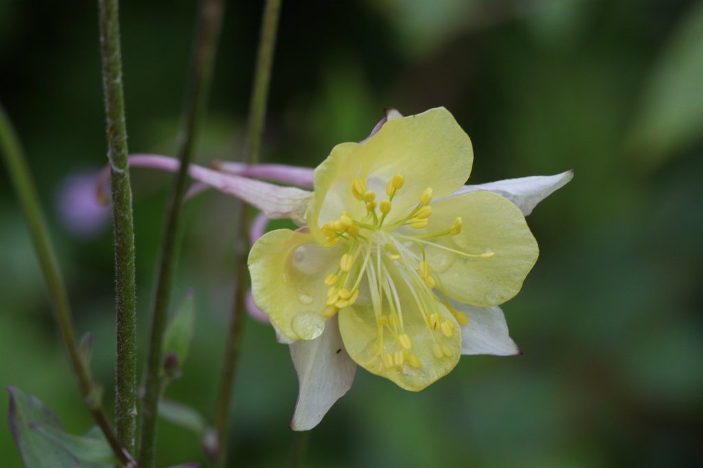 IMG_1938.JPG -  Columbine  ( Akelei )