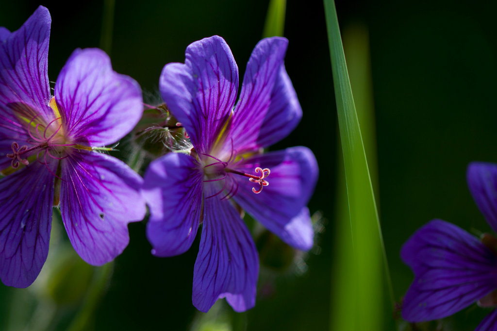 IMG_1945_c.jpg -  Geranium  ( Storchschnabel )