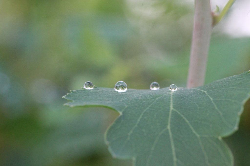 IMG_1948.JPG - Droplets