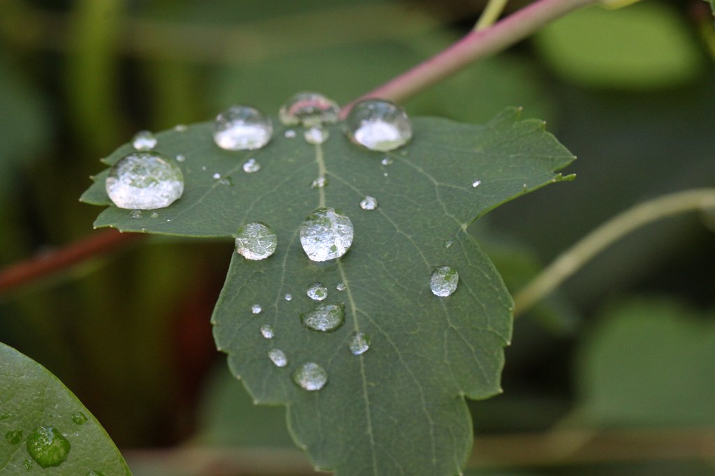 IMG_1950.JPG - Droplets