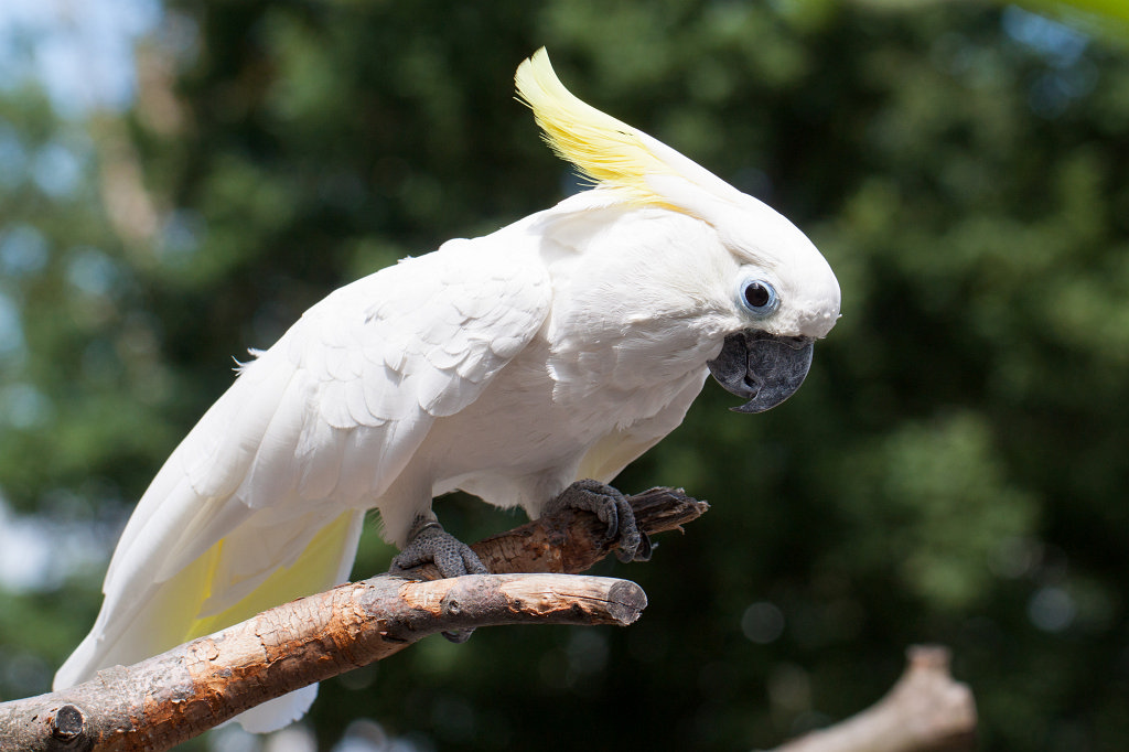 IMG_2503_c.jpg -  Sulphur-crested cockatoo  ( Gelbhaubenkakadu )