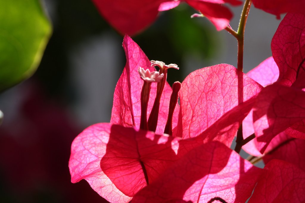 IMG_3126.JPG -  Bahá'í gardens  in  Haifa 