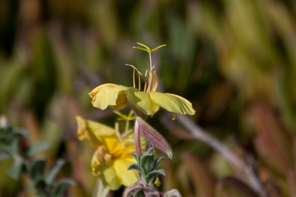 IMG_3499_c.jpg - Flower