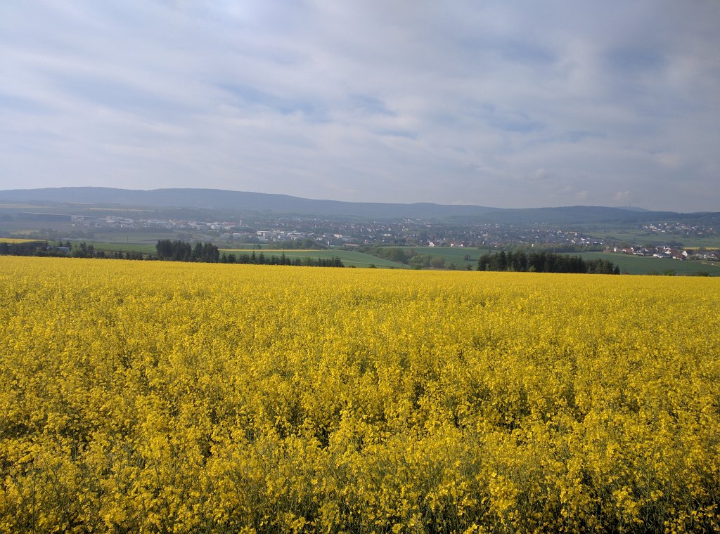 IMG_20160511_085933.jpg - Blühendes Rapsfeld