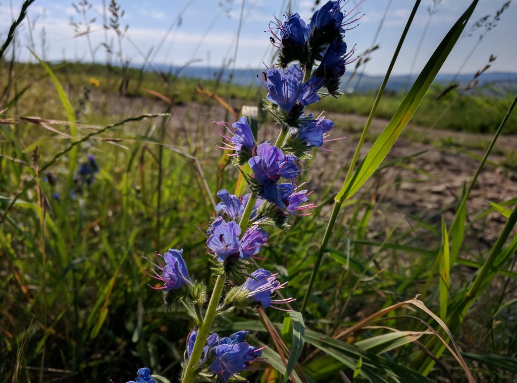 IMG_20160624_083911.jpg - Blüten