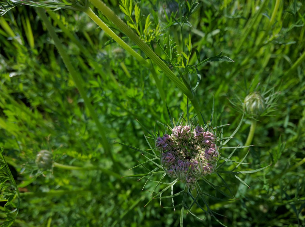 IMG_20160627_084344.jpg - Blüten