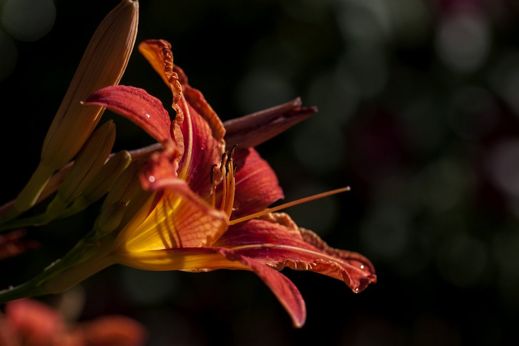 IMG_2617_c.jpg -  Daylily  ( Taglilie )
