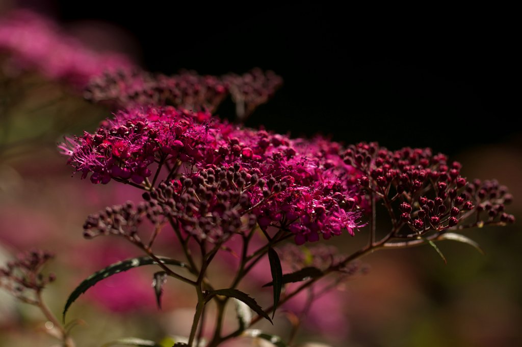 IMG_2622_c.jpg -  Spiraea 