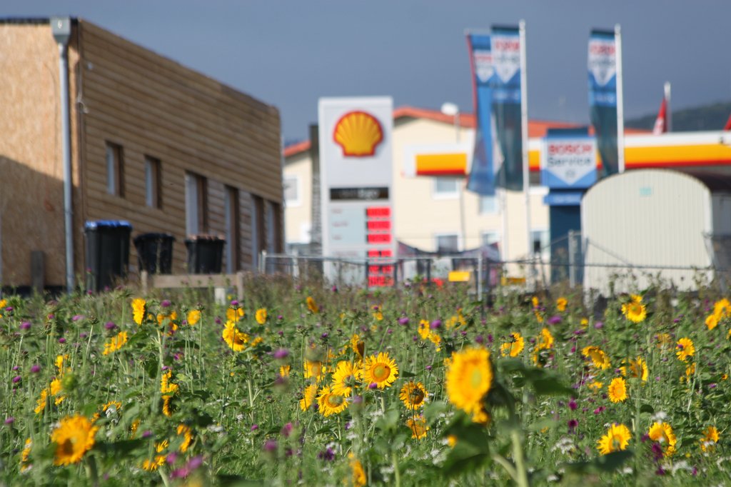 IMG_3626.JPG - Sonnenblumenwiese