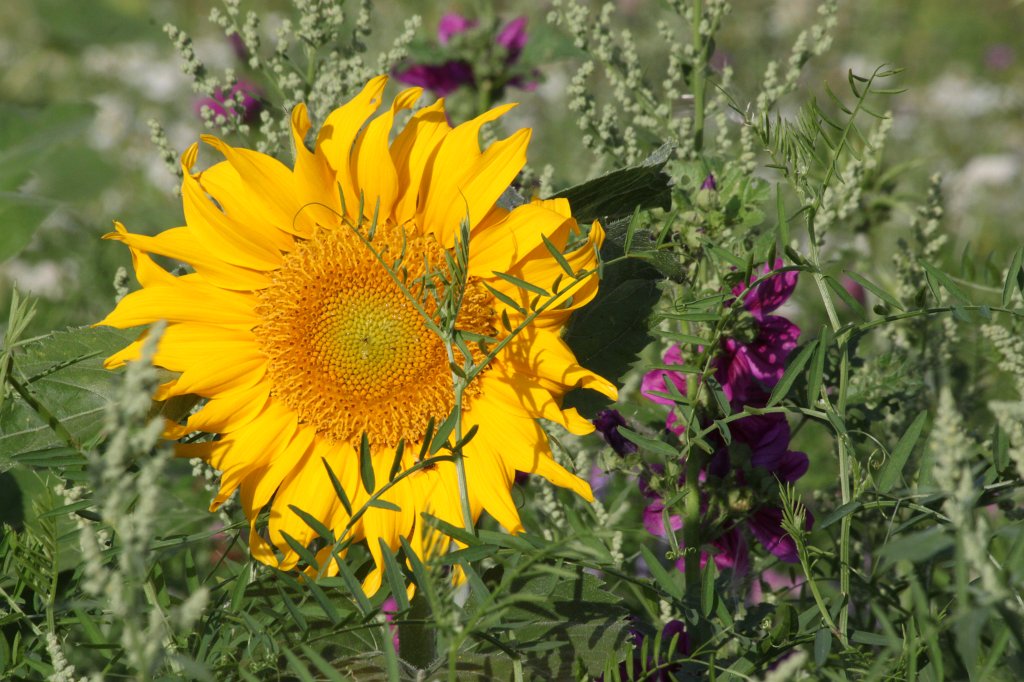 IMG_3644.JPG - Sonnenblumenwiese